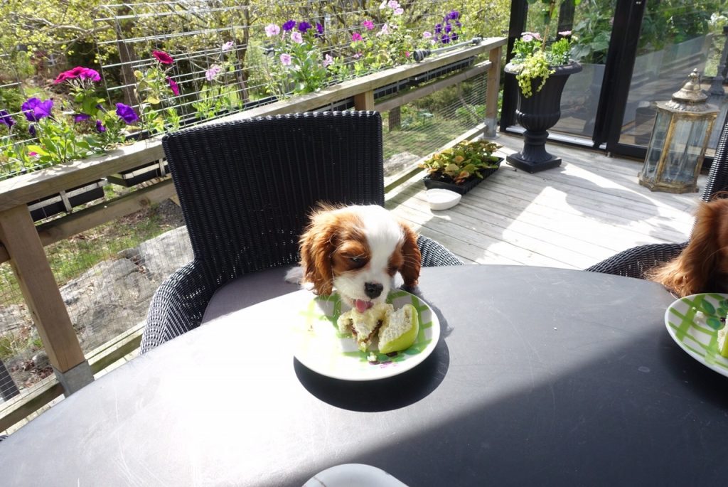 Denna bild har ett alt-attribut som är tomt. Dess filnamn är IMG_8522-1024x685.jpg