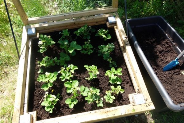 Plantera om jordgubbsplantor!? - pretty home blog