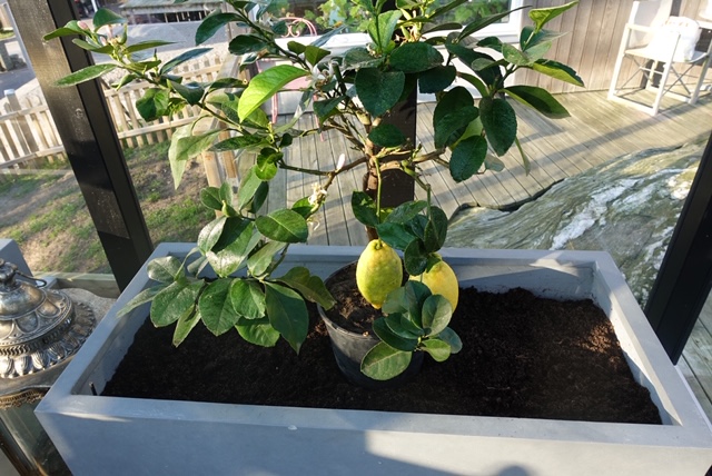 Citronträd med ohyra och skötsel av citronträd