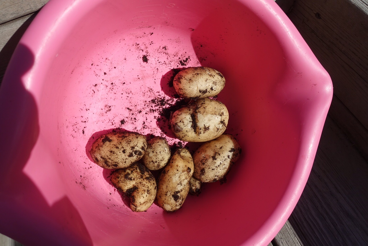 Hur kan man få flera skördar med potatis på en säsong! - pretty home blog