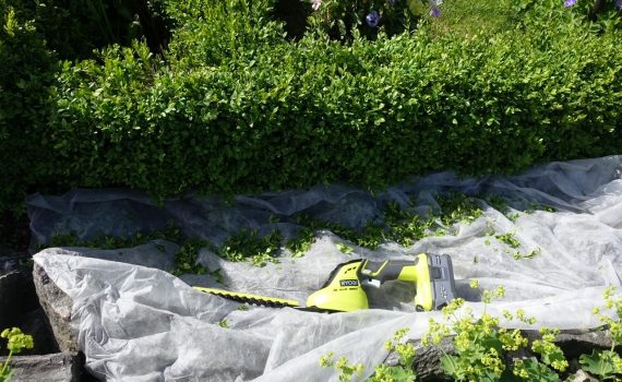 Dags att klippa buxbomhacken