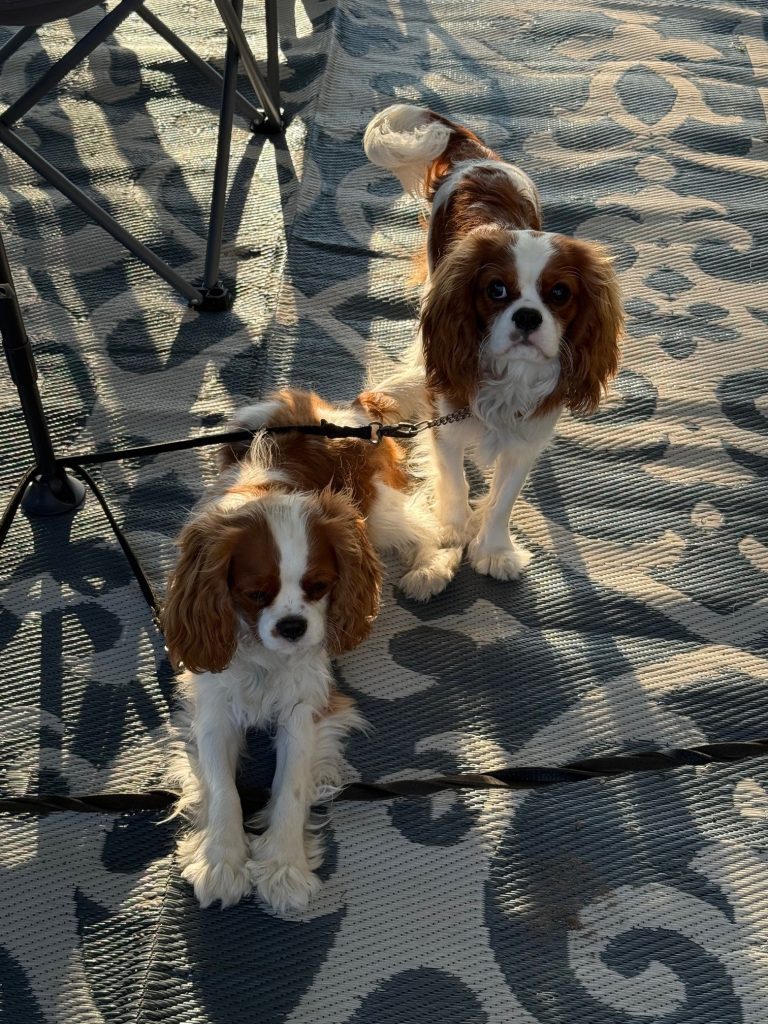 Cavalier King Charles Spaniel