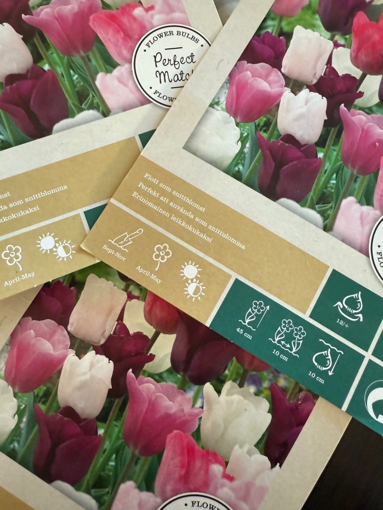 Mix av lila och rosa tulpaner